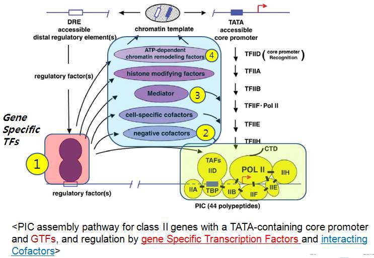 그림 2. 전사조절인자 유전체 확보대상 그룹 ① 특이적전사인자 ②억제 보조인자(TOPLESS, TPRs),③ Mediator (전사활성매개인자) ④ ATP의 존 chromatin remodeling engines