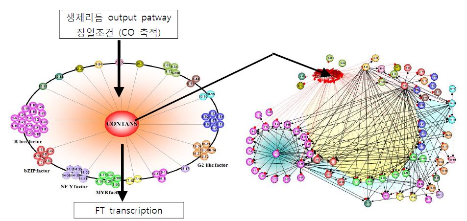 그림 5. Y2H assay를 통한 CO-interactome 구축. Bait로 사용할 수 있는 TF를 기점으로 실험한 draft data.