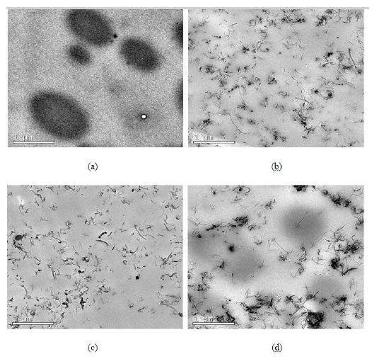 그림 9. Transmission electron micrographs of poly(propylene carbonate)(PPC) and poly(lactic acid)(PLA) (70/30, wt%) blends with MWCNT (3phr)