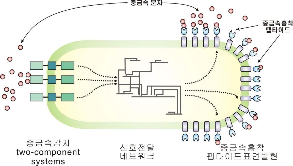 인공지능형 중금속제거 박테리아 개념도