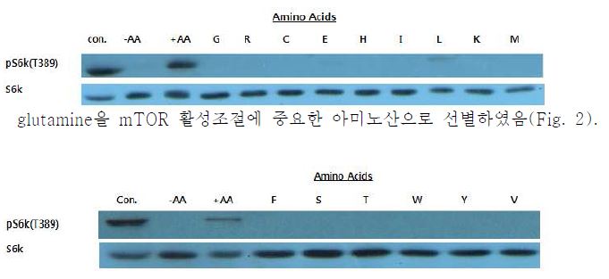 Figure 2. Identification of mTOR -activating amino acids in Caco2 cells