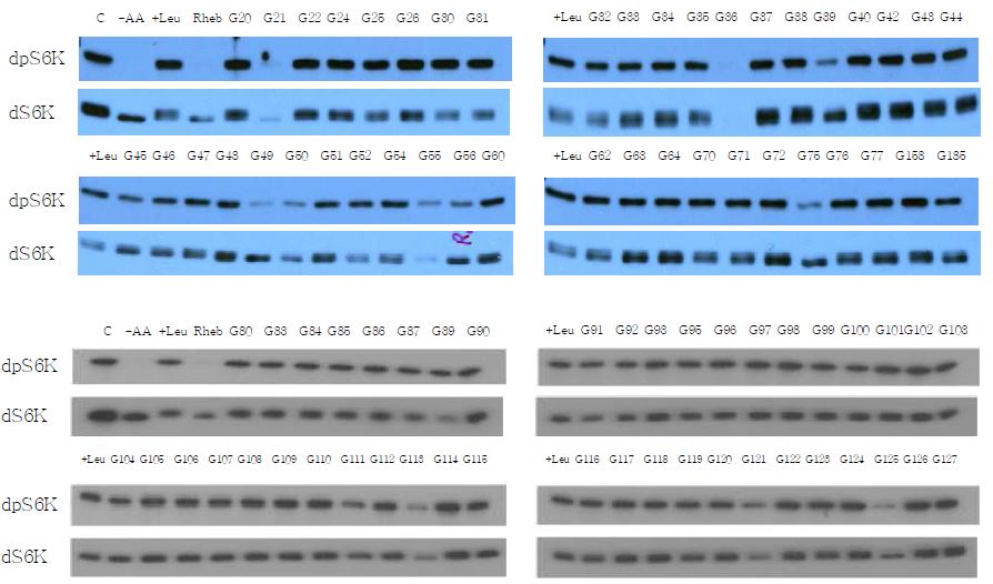 Figure 3. RNAi screening to identify genes involved in amino acid-mediated dTOR signaling activation in Drosophila S2 cells.