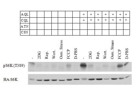 Figure 6. Effect of various stimulation on Rag-induced S6K phosphorylation