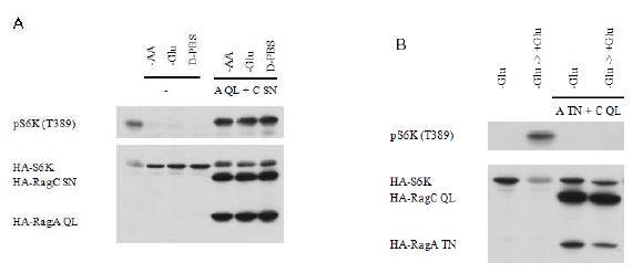 Figure 7. Rag protein is involved in nutrient signaling