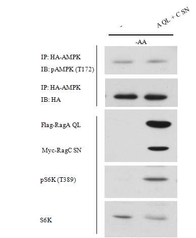 Figure 8. Rag protein expression does not affect AMPK activation