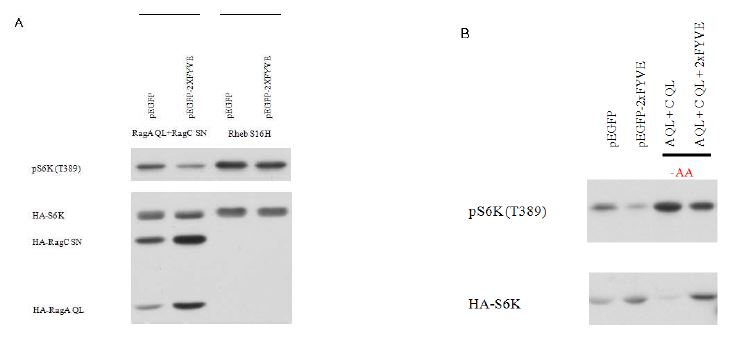 Figure 9. FYVE domain expression inhibits Rag induced S6K phosphorylation