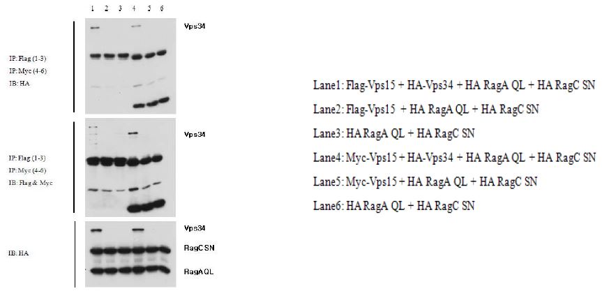 Figure 11. Interaction between Vps34, Vps15, and Rag proteins