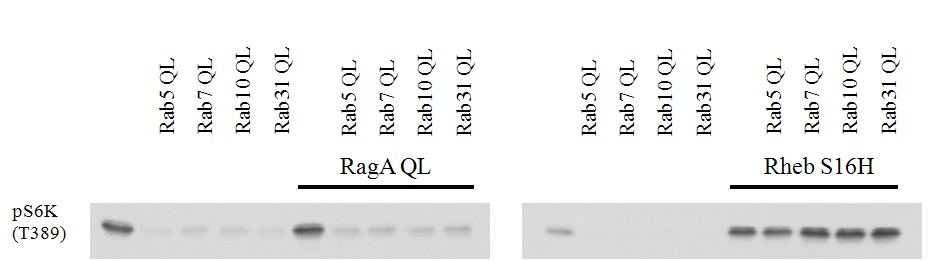 Figure 12. Ectopic overexpression of Rab suppresses basal and Rag induced S6K phosphorylation but not Rheb induced phosphorylation.