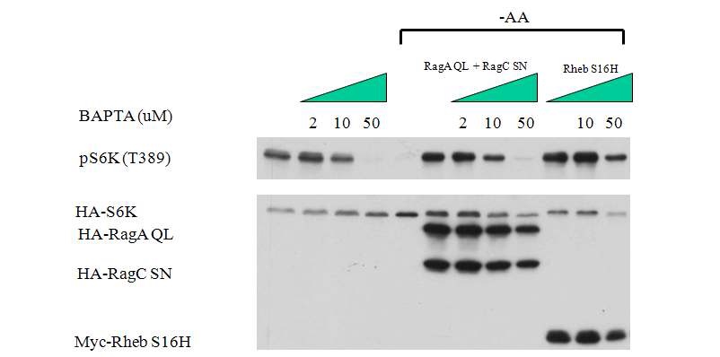 Figure 15. Decrease of intracellular Ca2+ decreases mTOR activity