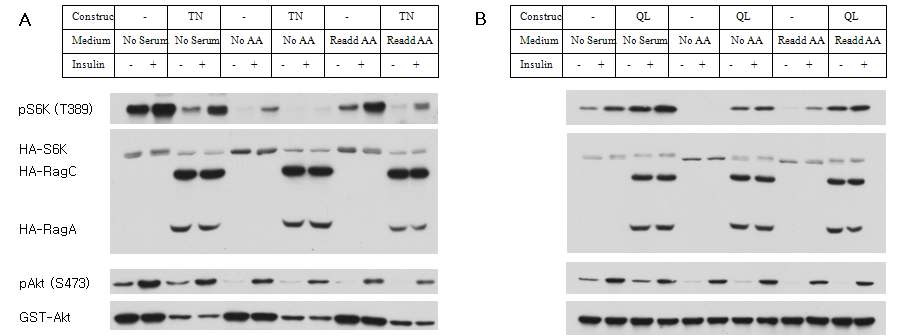 Figure 16. Amino acid starvation and RagA T21N expression suppresses the stimulatory effect of insulin.