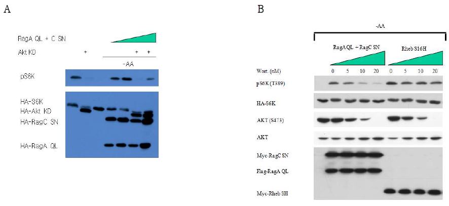 Figure 18. Rag-induced mTOR activation is PI3K and Akt sensitive.