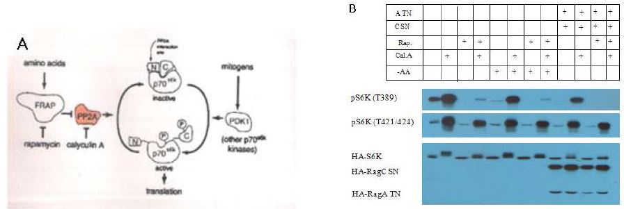 Figure 19. Phosphatase plays a role in mTOR mediated S6K phosphorylation