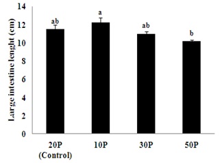 Figure 24. Length of large intestine.