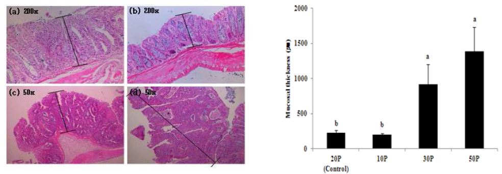 Figure 26. Histopathological analysis of large intestine