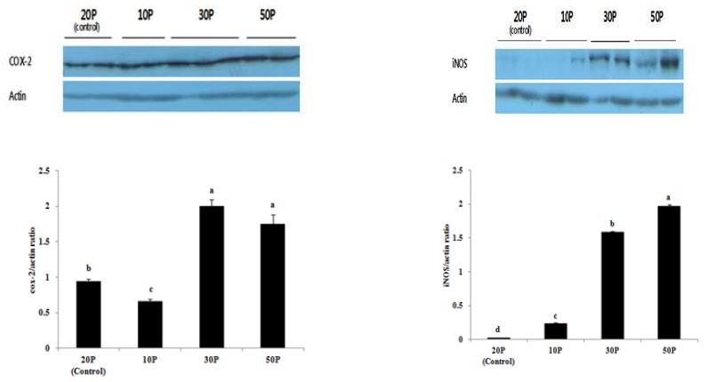 Figure 28. Expression of COX-2 and iNOS