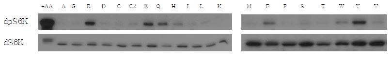 Figure 1. Identification of Drosophila TOR-activating amino acids in Drosophila S2 cells