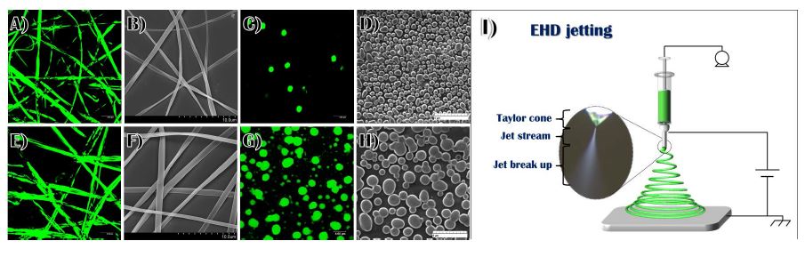 그림 10. 전기유체역학적 분사법을 통해 제조한 작은 분자량을 가진 엘라스틴에 기초한 폴리펩타이드의 나노섬유의 A) CLSM 이미지와 B) SEM 이미지, 및 자발적인 구조변환을 통해 제조된 나노입자의 C) CLSM 이미지와 D) SEM 이미지. 전기유체역학적 분사법을 통해 제조한 큰 분자량을 가진 엘라스틴에 기초한 폴리펩타이드의 나노섬유의 E) CLSM 이미지와 F) SEM 이미지, 및 자발적인 구조변환을 통해 제조된 나노입자의 G) CLSM 이미지와 H) SEM 이미지. I) 전기유체역학적 분사법의 모식도.