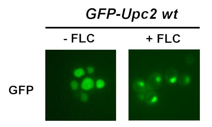 그림 4 Upc2의 세포내 분포