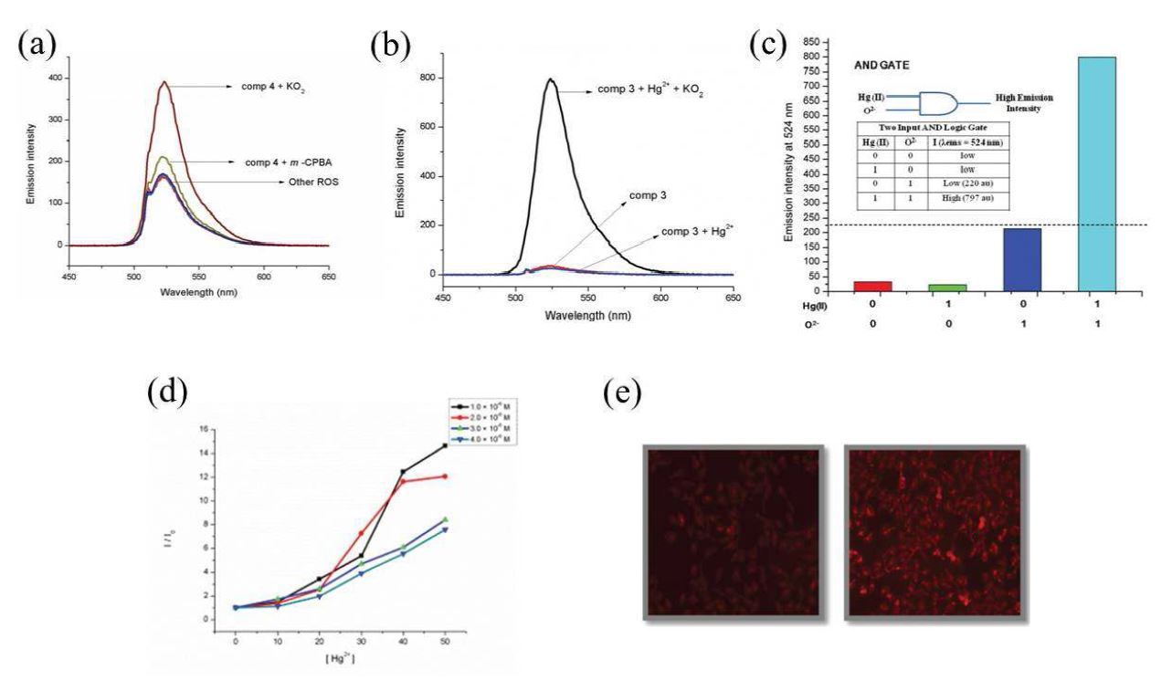 그림 3. (a) 화합물 3의 방출 스펙트럼 (1.0 × 10?6 M, 3.0 mL) m-CPBA, KO2, H2O2, NaOCl, tBuOOH, ˙OH, ˙OtBu (1.0 × 10?2 M, 50 μL, ∼18 equiv.) 첨가. (b) KO2 (1.0 × 10?2 M, 50 μL, ∼18 equiv.) 와Hg2+ (1.0 × 10?2 M, 50 μL, ∼18 equiv.)의 첨가를 통한 화합물 3의 방출 스펙트럼 (1.0 × 10?6 M, 3.0mL) (c) 화합물 3을 이용한 “AND” 논리게이트. (d)[KO2] = 20 당량에서 다양한 [Hg2+]와 [4] 변화에 따른Stern?Volmer diagrams. (e) “Proof-of-concept” in neurological milieu: (e, left) just probe 3 and (e,right) probe + KO2 showing a moderate response