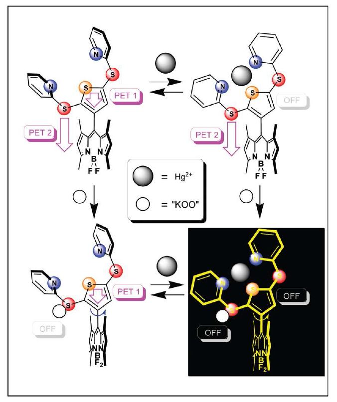 그림 4. Proposed dual PET pathways for OFF?ON on inputs of O2?and Hg2+ with dye 3.