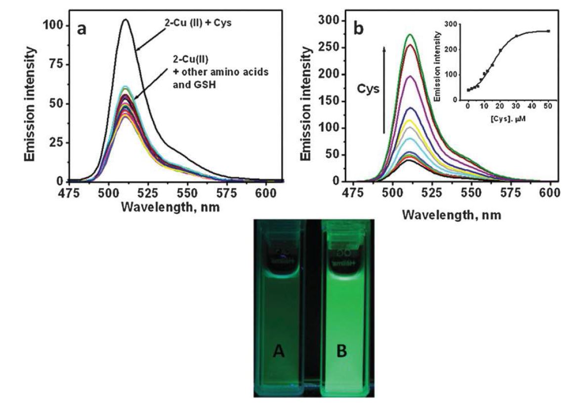 Fig. 2 (a, top) Emission spectra of 2·Cu2+ (1.0 μM) with various amino acids and GSH (10.0mM), and (b, top) fluorescence titrations of 2·Cu2+ (1.0 μM) with Cys (0?50.0 μM) inaqueous solution (CH3OH:HEPES buffer, 30 : 70, pH 6.5). Excitation: 499 nm (slit = 1.5/1.5).Inset: plot of emission intensity at 510 nm vs. [Cys]. All spectra were acquired after 30 minof analyte addition to ensure equilibration. (bottom) Photograph of 2·Cu2+ (A, 1.0 μM) and (B)2·Cu2+ + Cys (50.0 μM) under UV excitation (365 nm) after 30 min