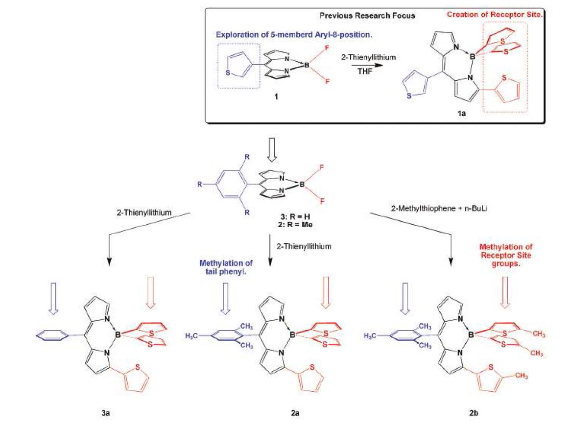 그림 1. (Top) 이전 보고된 물질의 구조. (Bottom) “Scorpionate-Like” BODIPY 유도체와 다양한 위치의 Methylation