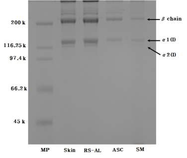 Fig. 1. SDS-PAGE pattern of marker protein(MP), skin, residues after alkali extraction (RS-AL), acid-soluble collagen (ASC), and skin meal (SM) of olive flounder (P. olivaceus).