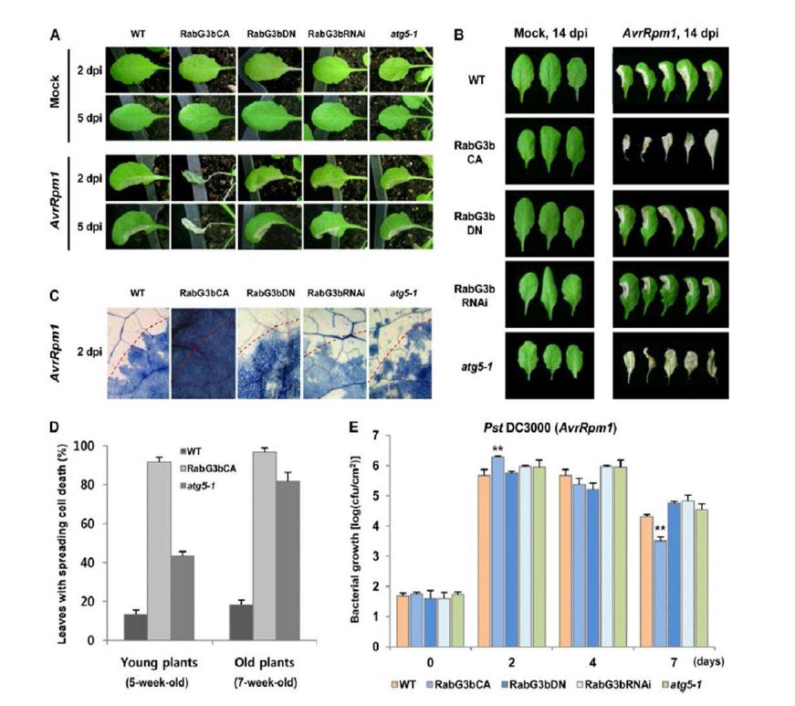 그림 1. Pst DC3000 (A vrR pm1)-induced HR cell death is enhanced in R abG3bCA plants