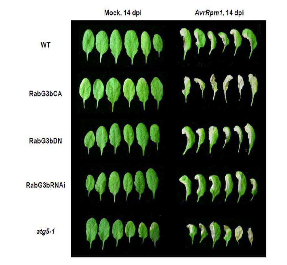 그림 2. Cell death phenotypes of leaves inoculated with P st D C3000 ( AvrR pm1)