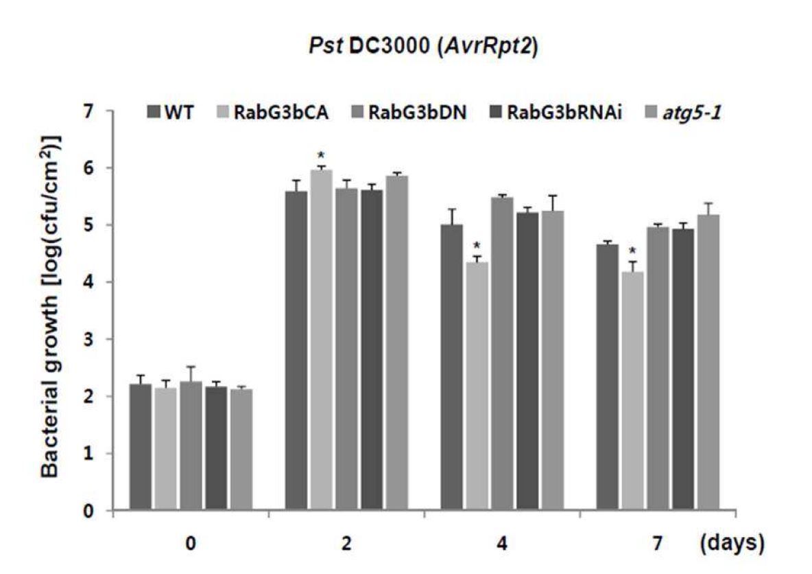 그림 4. Bacterial growth in W T, RabG3bCA , RabG3bDN, RabG3bRNA i, and atg 5-1 plants