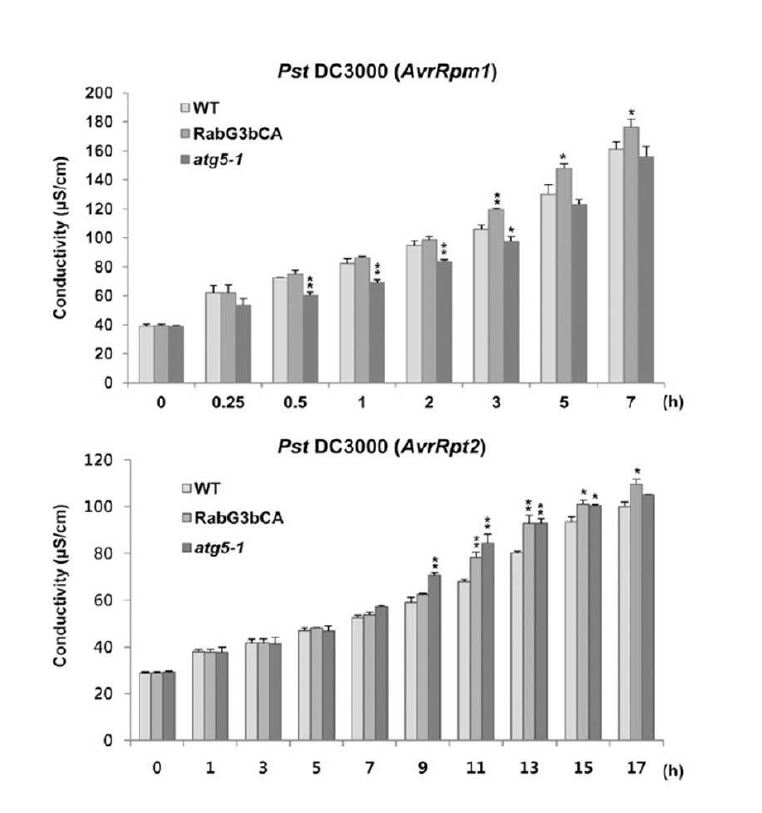 그림 5. Ion leakage assays in wild-type (W T), R abG3bCA , and atg5-1 plants inoculated with Pst DC3000 (A vrRpm1 top) and Pst DC3000