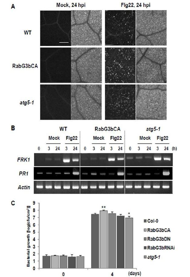 그림 6. Basal immunity is not defective in RabG3bCA and atg 5-1 plants.