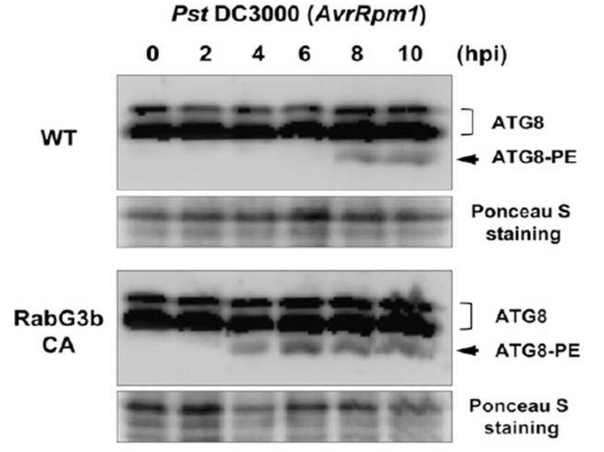 그림 9. W estern-blot analysis for detection of the A TG8-PE adduct in wild-type (W T) and RabG3bCA plants after Pst DC3000 (A vrR pm1) treatment