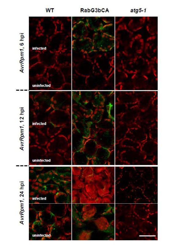 그림 10. A utophagy is induced at both the infected and uninfected sites of plants following P st D C3000 (AvrR pm1) infection