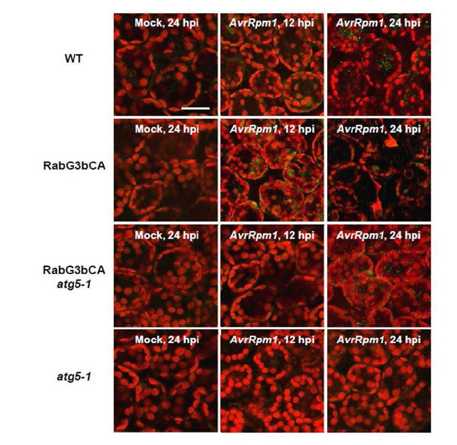 그림 18. W hole-mount immunofluorescence staining of P st D C3000 ( AvrR pm1) -infected W T,R abG3bCA, R abG3bCA atg 5-1, and atg5-1 plants with the anti-ATG8a antibody