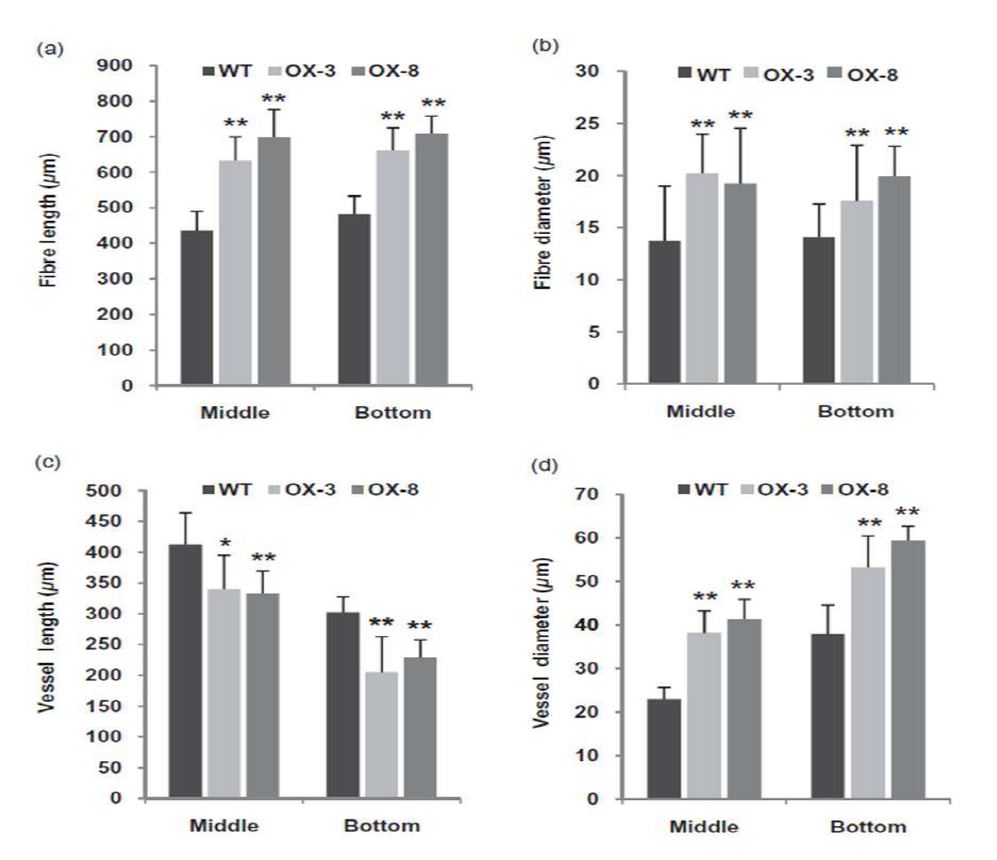 그림 5. Changes in the xylem cell size of RabG3bCA transgenic poplars.