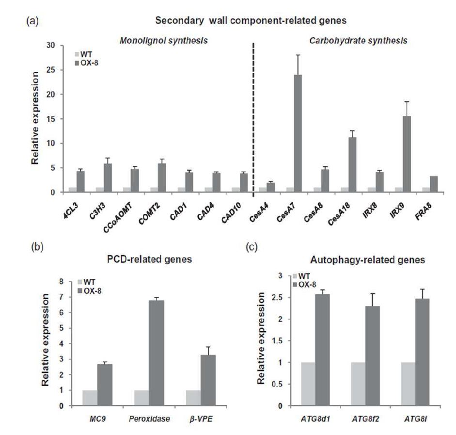 그림 8. Expression analysis of xylem development-associated genes in young poplar stems.