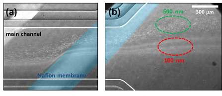 100 nm 입자와 500 nm 입자의 분리: (a) 메인 채널 내에서의 입자의 거동, (b) 확장된 출구에서의 입자의 거동. (유량: 약 0.6 μl/min, 인가 전압: 약 50 V)