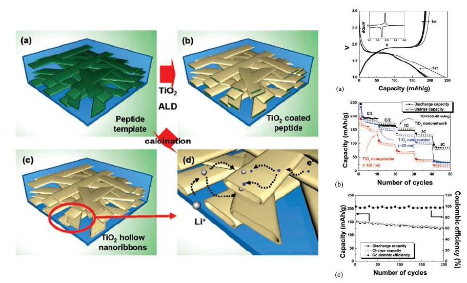 펩타이드 구조체를 이용한 TiO2 나노리본 제작 모식도와 이를 이용한 배터리 성능