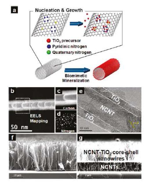 CNT와 TiO2의 생광물화 반응을 통한 하이브리드 나노와이어 물질의 개발