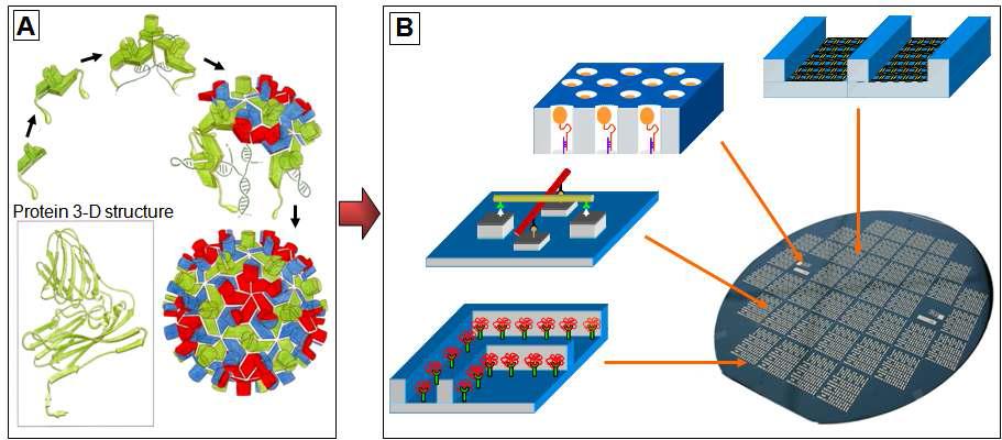 (A) 자연계에 존재하는 분자조립현상: 생체분자의 자기조립을 통해 기능성 구조를 만드는 바이러스. (B) 연성소재의 분자조립제어기술로 제작된 차세대 나노소자의 개념도.