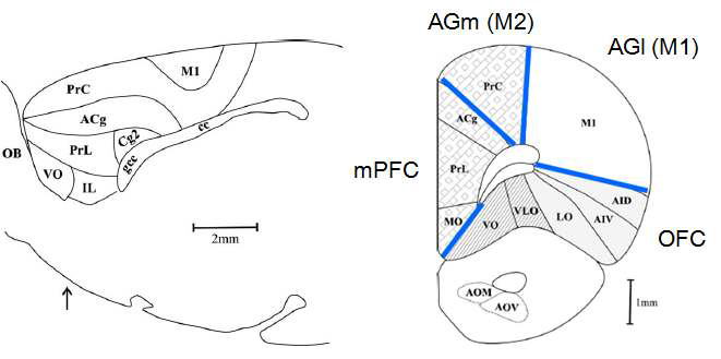 쥐의 전두피질. 내측전전두피질(mPFC)은 anterior cingulate cortex(ACg), prelimbic cortex(PrL), infralimbic cortex(IL)와 medial orbirofrontal cortex(MO) 포함. 안와전두피질(OFC)은 dorsal anterior insula(AID), ventral antrior insula(ALV), lateral orbitofrontal cortex(LO), ventrolateral orbitofrontal cortex(VLO), ventral orbitofrontal cortex(VO) 포함. AGm은 precentral cortex(PrC)라고도 불리움. AGl은 일차운동영역임.