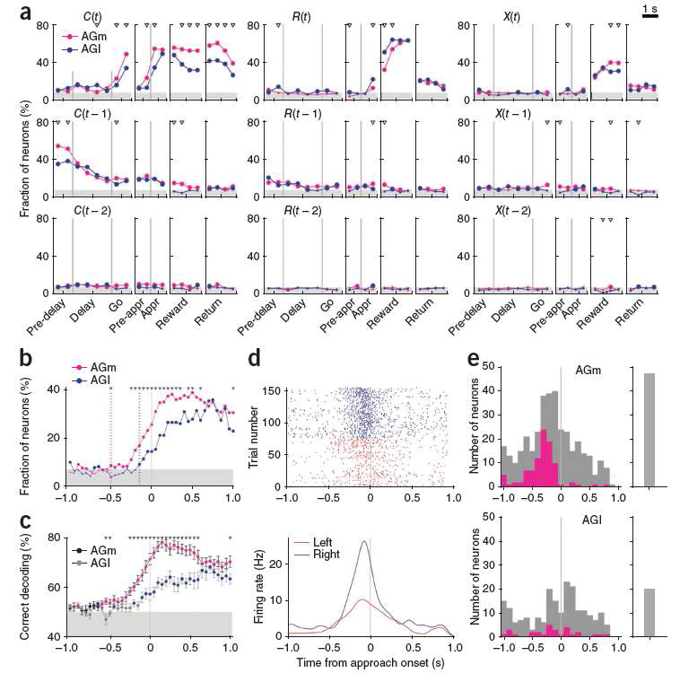 AGm의 action selection 신호. (a) AGm과 AGl의 동물의 선택(C), 보상여부(R), 이들의 교차 (interaction, X)에 대한 신경신호. 현재 시행(t)과 과거 두 시행(t-1, t-2)에서의 동물의 선택, 보상여부, 이 들의 교차에 대한 신경신호를 보여준다. (b) AGm, AGl의 action selection signal을 동물의 선택이 행동으로 표출되는 시점(time 0)에 정렬시켰음. (c) Population decoding 방법으로 AGm, AGl의 action selection signal을 보여줌. 두 경우 모두 동물의 선택이 행동으로 표출되기 500 ms 이전부터 AGm에서 action selection signal이 있음을 보여줌. (d) Action selection signal을 표상하는 AGm 뉴런의 예. (e) 각 뉴런의 action selection signal onset time을 동물의 선택이 행동으로 표출되는 시점에 정렬시켰음. AGm의 경우 다 수의 뉴런이 동물의 선택이 행동으로 표출되기 이전부터 action selection 정보를 전달함.