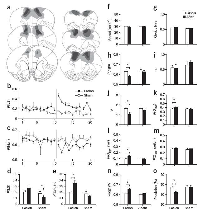 AGm 손상이 선택행동에 미치는 영향. AGm을 손상시켰을 때 DAWH 과제에서 동물의 선택행동이 변화는지 조사하였음. (a) 뇌손상부위. (b-c) 손상 전후 행동의 time course. 세로선이 손상시점을 나타냄. (b) Loose-switch(LS) 확률. (c) 보상확률이 높은 표적을 선택할 확률. (d-o) 손상전후 여러 행동 지표의 비교. 흰색은 손상전, 까만색은 손상후를 나타냄. 보상확률이 높은 표적을 선택할 확률(h)과 action value가 낮은 표적을 선택활 확률(k)이 AGm 손상후 유의하게 증가하였음. 또한 reinforcement learning model의 action selection randomness(1/β)가 증가하였으며, reinforcement learning model로 동물의 선택행동을 예측 하기가 어려웠음(n, o). 반면 speed(f), choice bias(g), learning rate(i) 등에는 차이가 없었음. 이 결과는 본 과제에서 보상을 극대화하기 위한 행동선택을 하는데 AGm이 핵심적인 역할을 한다는 것을 가리킴.