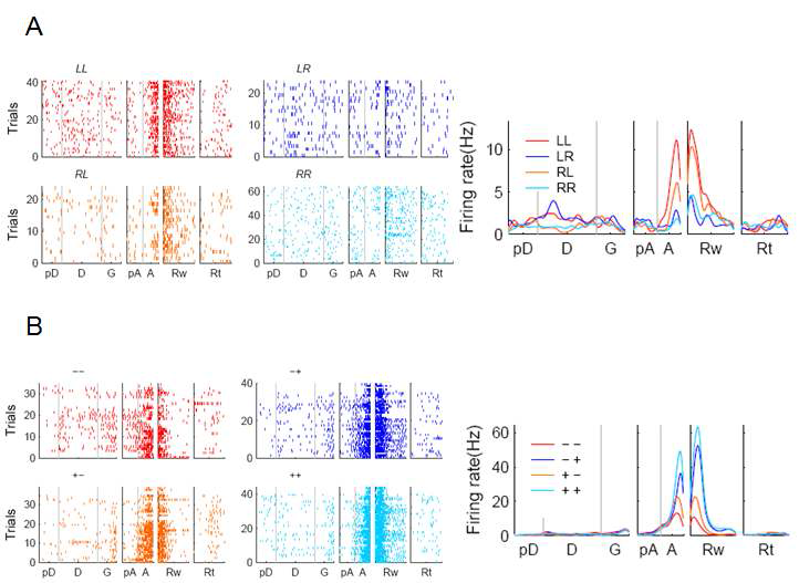 PL에서 측정된 뉴런의 예. (A) 동물의 이전선택과 현재선택에 대한 정보를 모두 전달하는 PL 뉴 런의 예. LR: 이전 시행에서 왼쪽(L), 현재 시행에서 오른쪽(R)을 선택한 경우. (B) 이전 시행에서의 보상여 부와 현재 시행에서의 보상여부에 대한 정보를 모두 전달하는 PL 뉴런의 예. -+: 이전 시행에서 보상을 받 지 못하고(-), 현재 시행에서 보상을 받은(+) 경우.