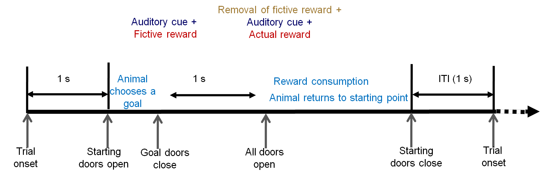 실험 순서에 대한 도식. 동물이 선택을 한 뒤 fictive reward가 auditory cue와 함께 먼저 주어지 고, 그 뒤 actual reward가 auditory cue와 함께 주어졌음. 동물이 먹이를 머고 starting point로 돌아어면 inter-trial interval(ITI) 후 다음 시행이 바로 시작되었음.