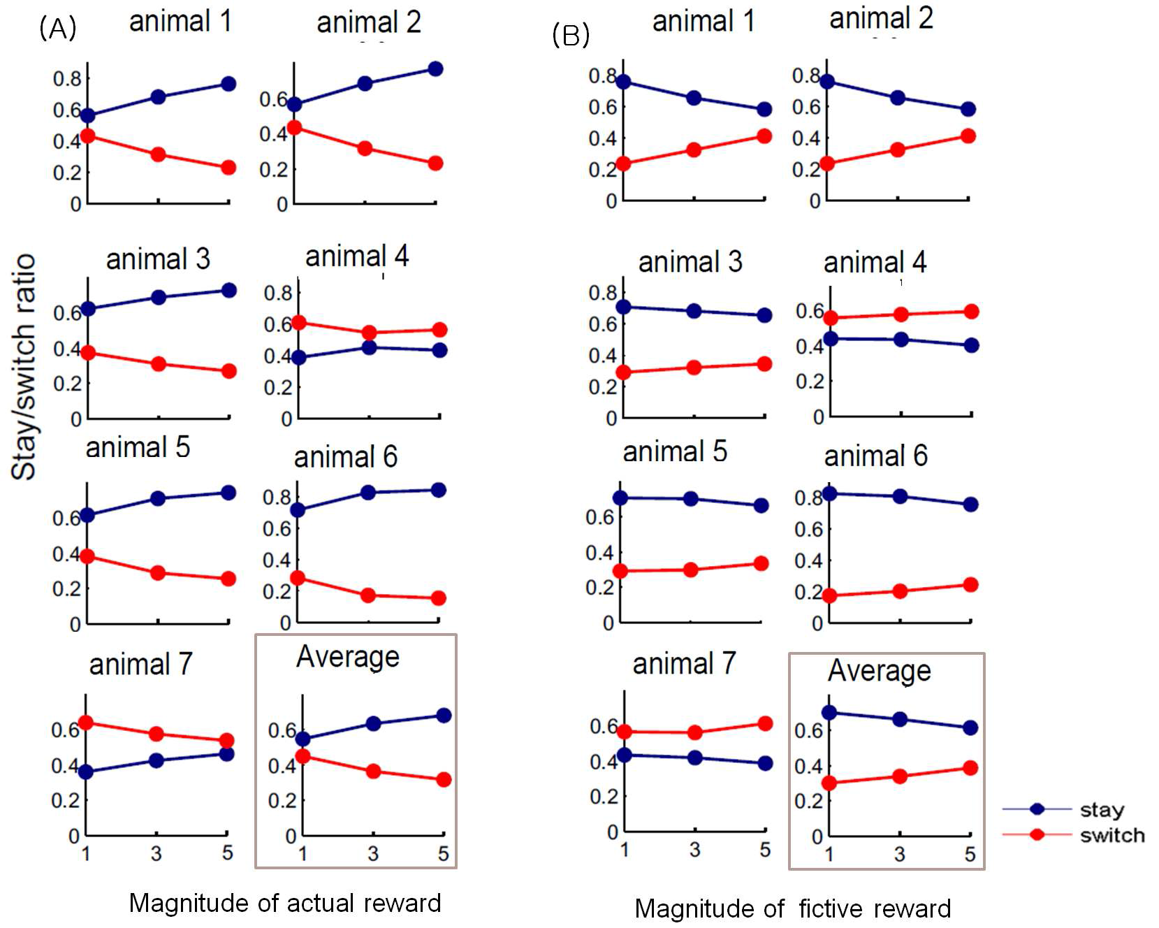 Actual reward와 fictive reward 양이 동물의 선택에 미치는 영향. (A) Actual reward 양이 동물 의 선택에 미치는 영향. (B) Fictive reward 양이 동물의 선택에 미치는 영향. X-축: food pellet의 갯수. Y- 축: stay 비율(파란색. 이번 시행에서 선택한 표적을 다시 선택할 확률)과 switch 비율(빨간색. 이번 시행에서 선택한 표적과 다른 표적을 선택할 확률). 각 동물(n=7)에 대한 자료와 모든 동물에 대한 자료(average)를 보여줌. Actual reward 양이 클수록 stay 비율이 높았으며, fictive reward 양이 클수록 switch 비율이 높았 음.