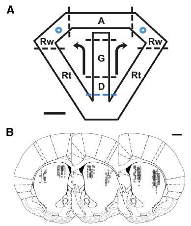 행동과제 및 측정 부위. (A) Dual assignent with hold task. (B) 신경신호 측정 부위.