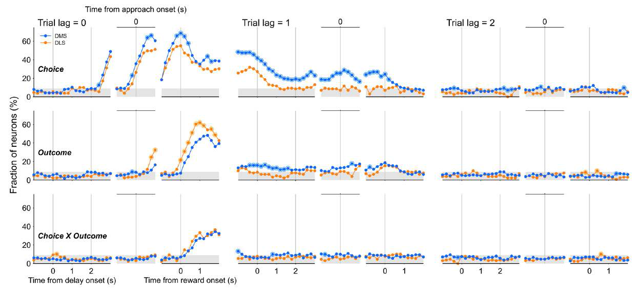 선택 행동 및 그 결과에 관여하는 배외측 선조체와 배내측 선조체 신경신호의 비교. 동물의 선택 (Choice), 보상여부(Outcome), 이들의 교차(Choice X Outcome)에 대한 신경신호. 현재 시행(trial lag=0)과 과거 두 시행(trial lag = 1, 2)에서의 동물의 선택, 보상여부, 이들의 교차에 대한 신경신호를 보여줌. 파란색 은 배내측 선조체(dorsomedial striatum, DMS) 주황색은 배외측 선조체(dorsolateral straitum, DLS)결과를 나타냄. 보는 바와 같이 이전 행동선택에 대한 신호가 다음 시행에서 보상여부가 밝혀질 때 까지(reward onset) 배내측 선조체에서만 지속되었음.