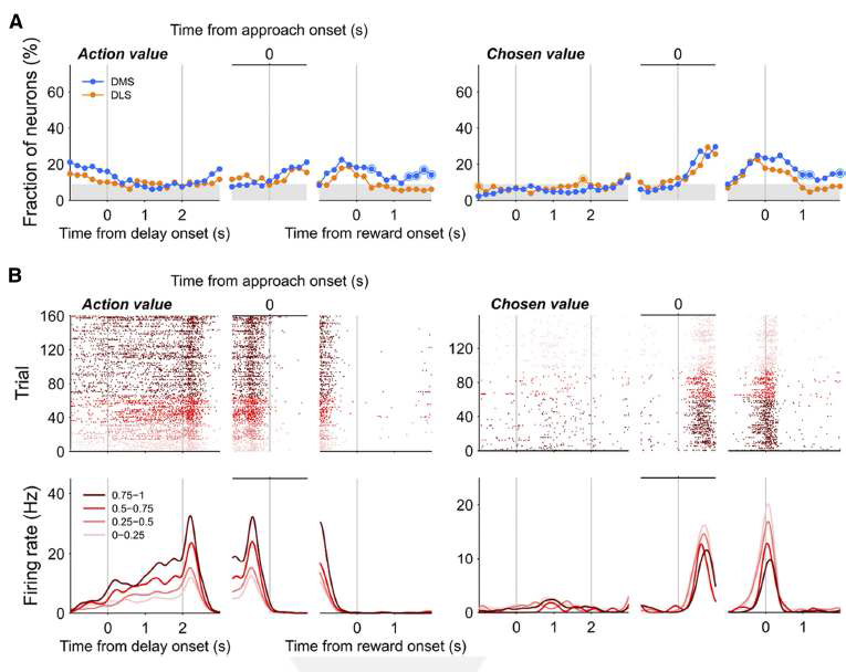효용가치에 대한 배외측 선조체와 배내측 선조체 신경신호의 비교. (A) 특정 표적에서 예상되는 효용가치(action value)와 이미 선택한 표적의 효용가치(chosen value)에 대한 신경신호. 배외측 선조체와 배 내측 선조체에서 비슷한 수준의 효용가치 신호가 발견되었음. 파란색은 배내측 선조체(dorsomedial striatum, DMS) 주황색은 배외측 선조체(dorsolateral straitum, DLS)결과를 나타냄. (B) Action value와 chosen value 를 표상하는 신경세포의 예.